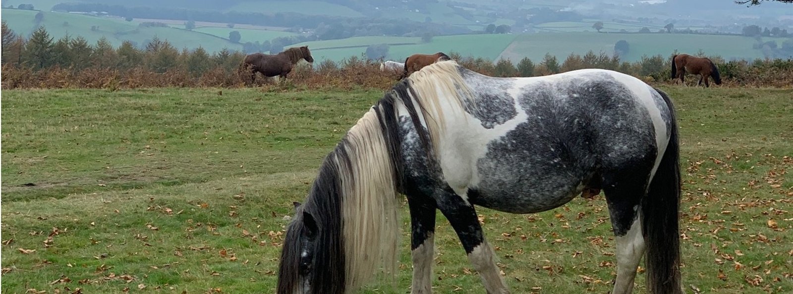 Winter Walks in Gloucestershire & Worcestershire