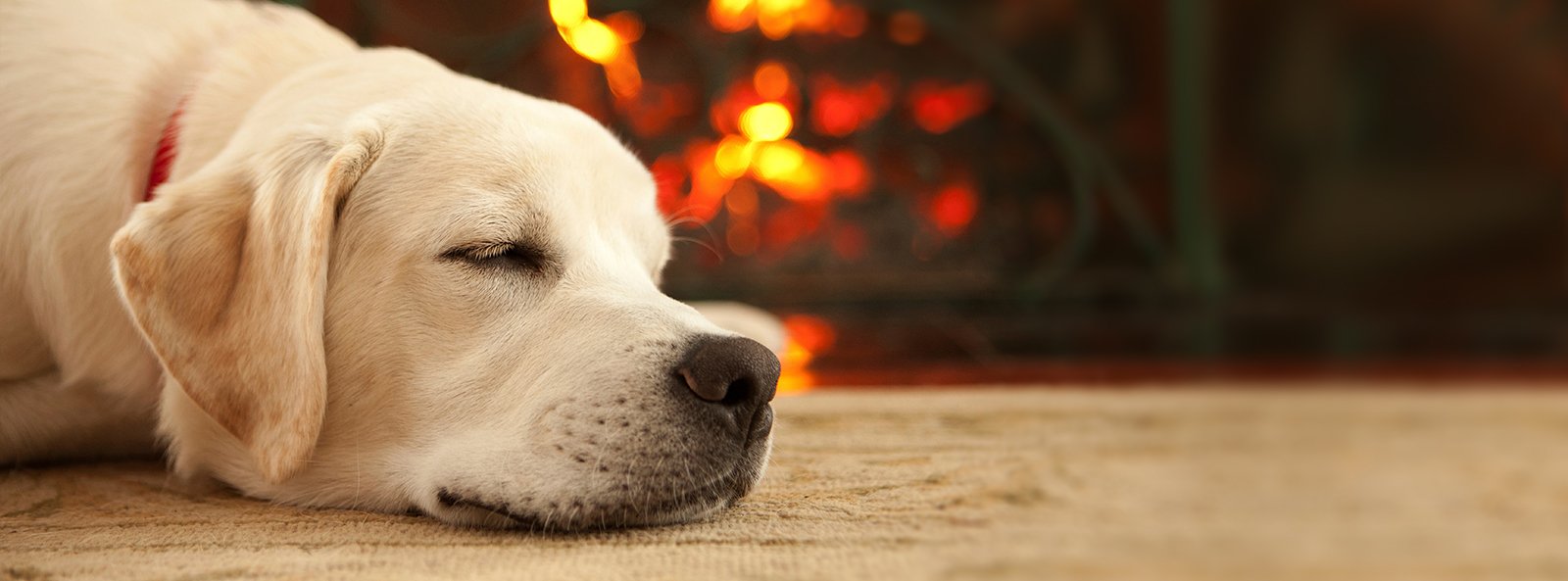 Labrador relaxing by a fire in a house prepared for winter
