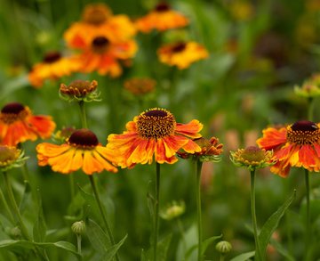 Autumn garden tips
