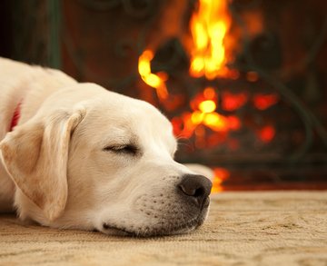 Labrador relaxing by a fire in a house prepared for winter